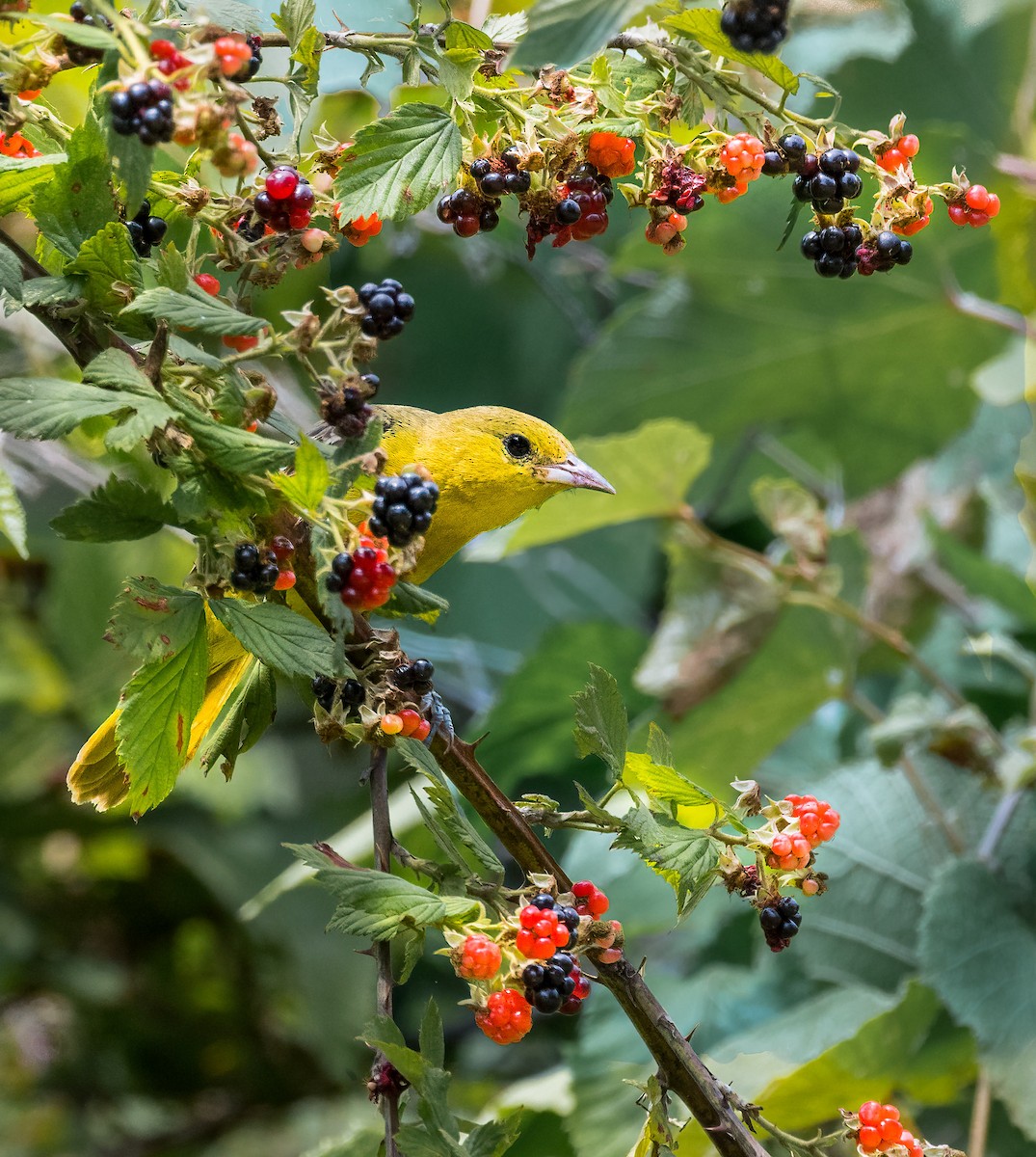 Orchard Oriole - ML638938445