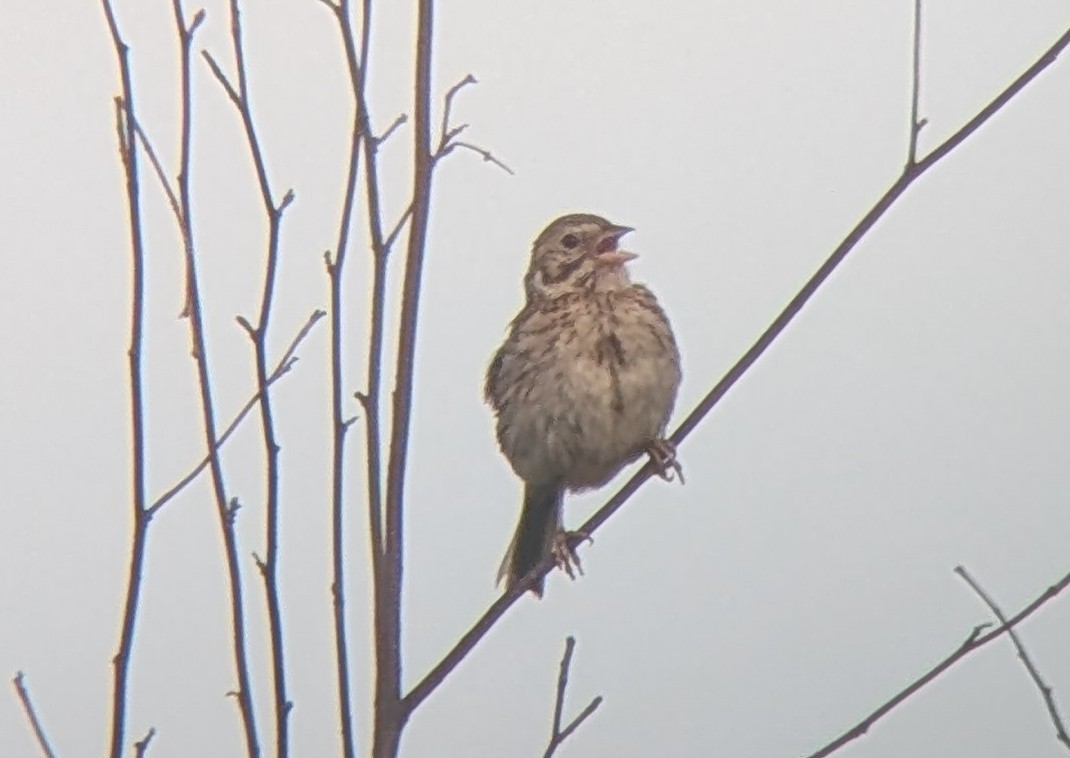 Vesper Sparrow - ML638938467