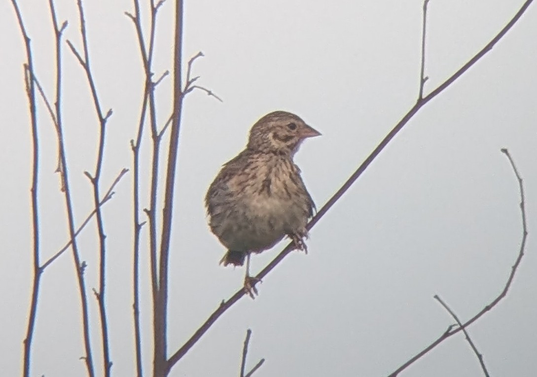 Vesper Sparrow - ML638938468