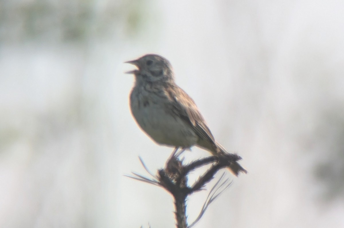 Vesper Sparrow - ML638938469