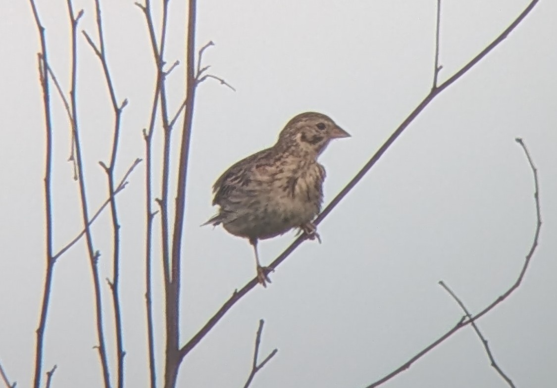 Vesper Sparrow - ML638938471