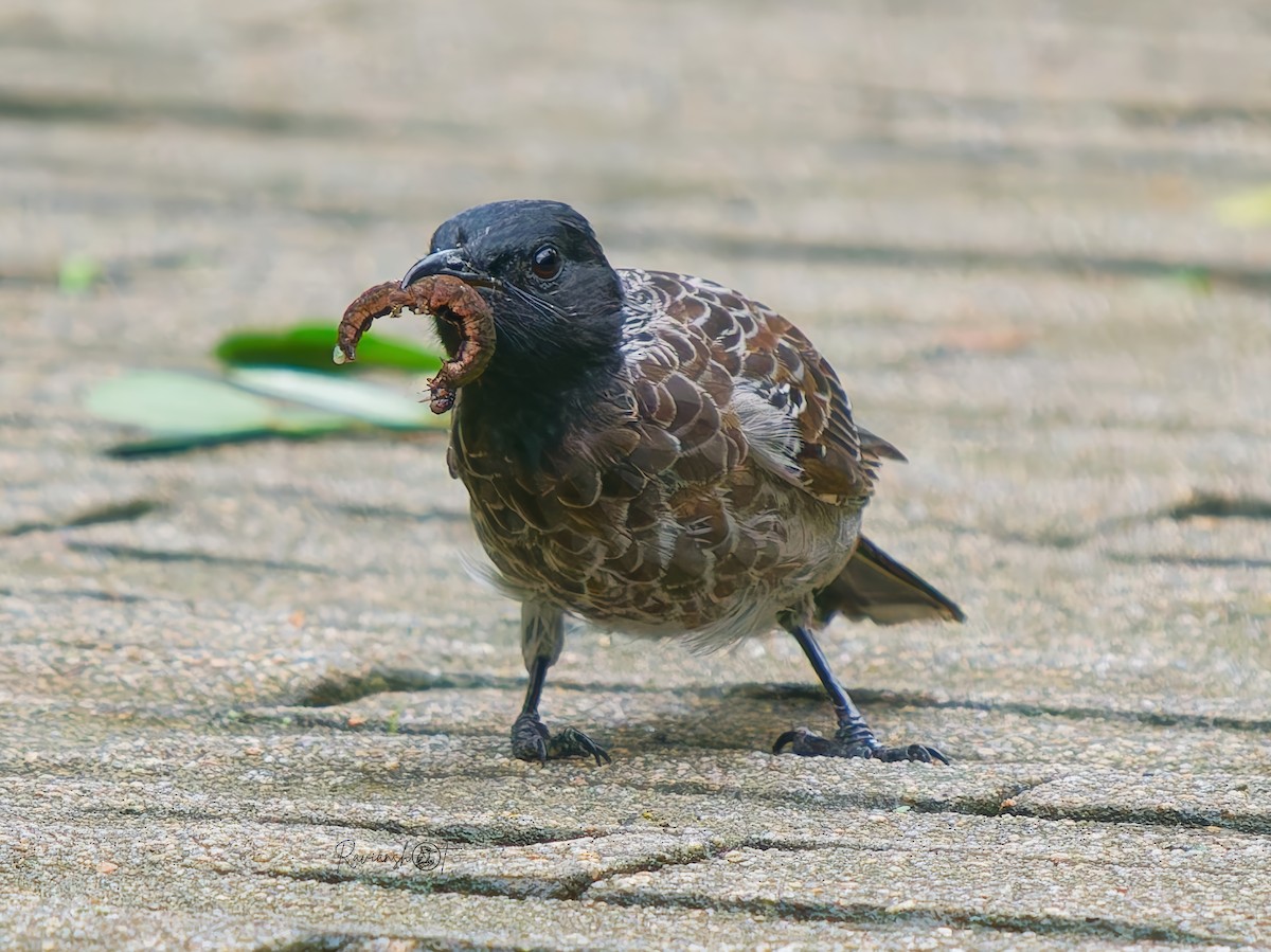 Red-vented Bulbul - ML638938479