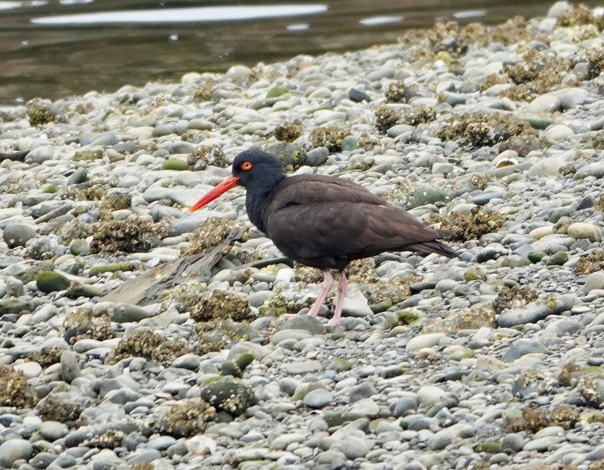 Black Oystercatcher - ML638938481