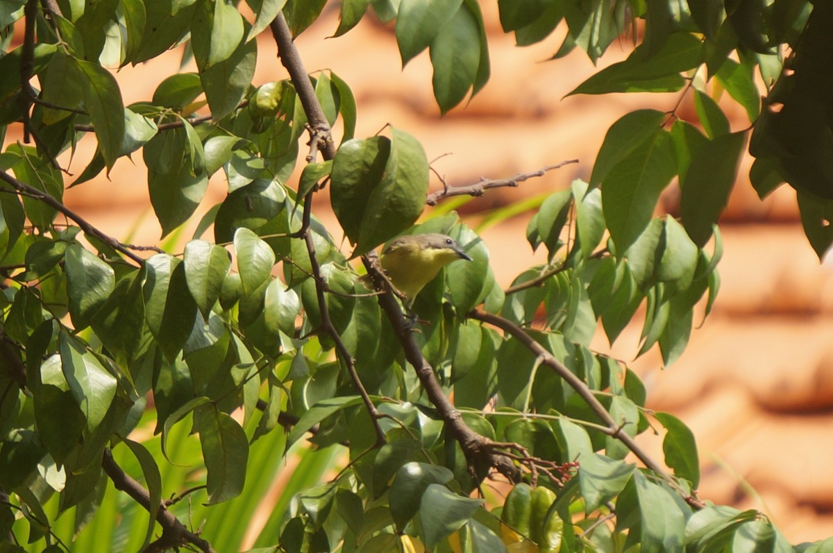 Golden-bellied Gerygone - ML638938488
