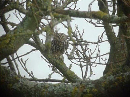 Little Owl - ML638938500