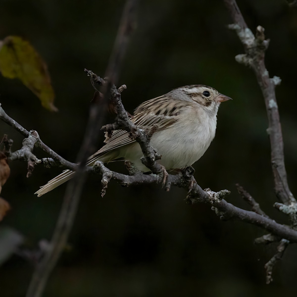 Clay-colored Sparrow - ML638938502