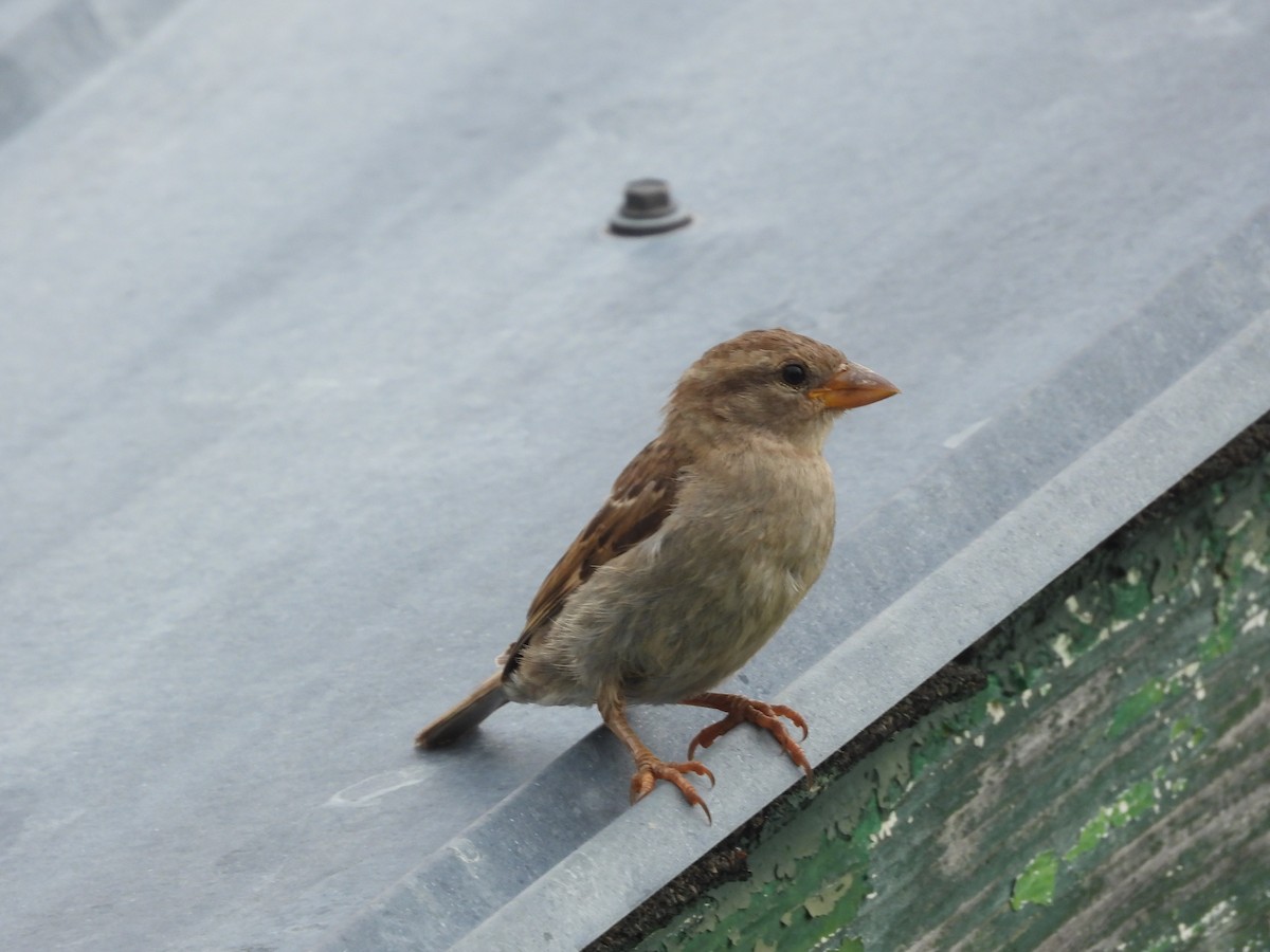 House Sparrow - ML638938503