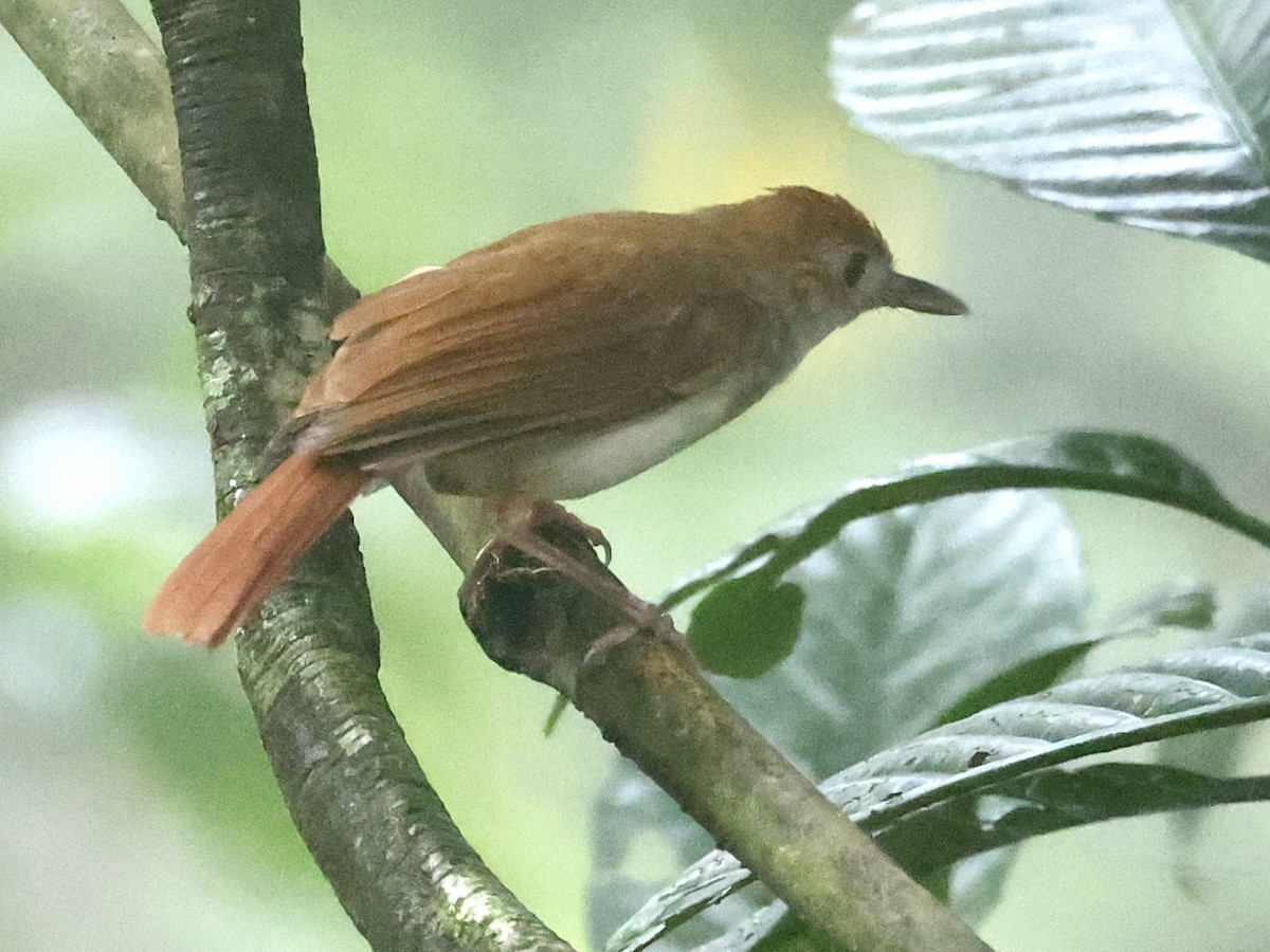 Gray-cheeked Bulbul - ML638938505