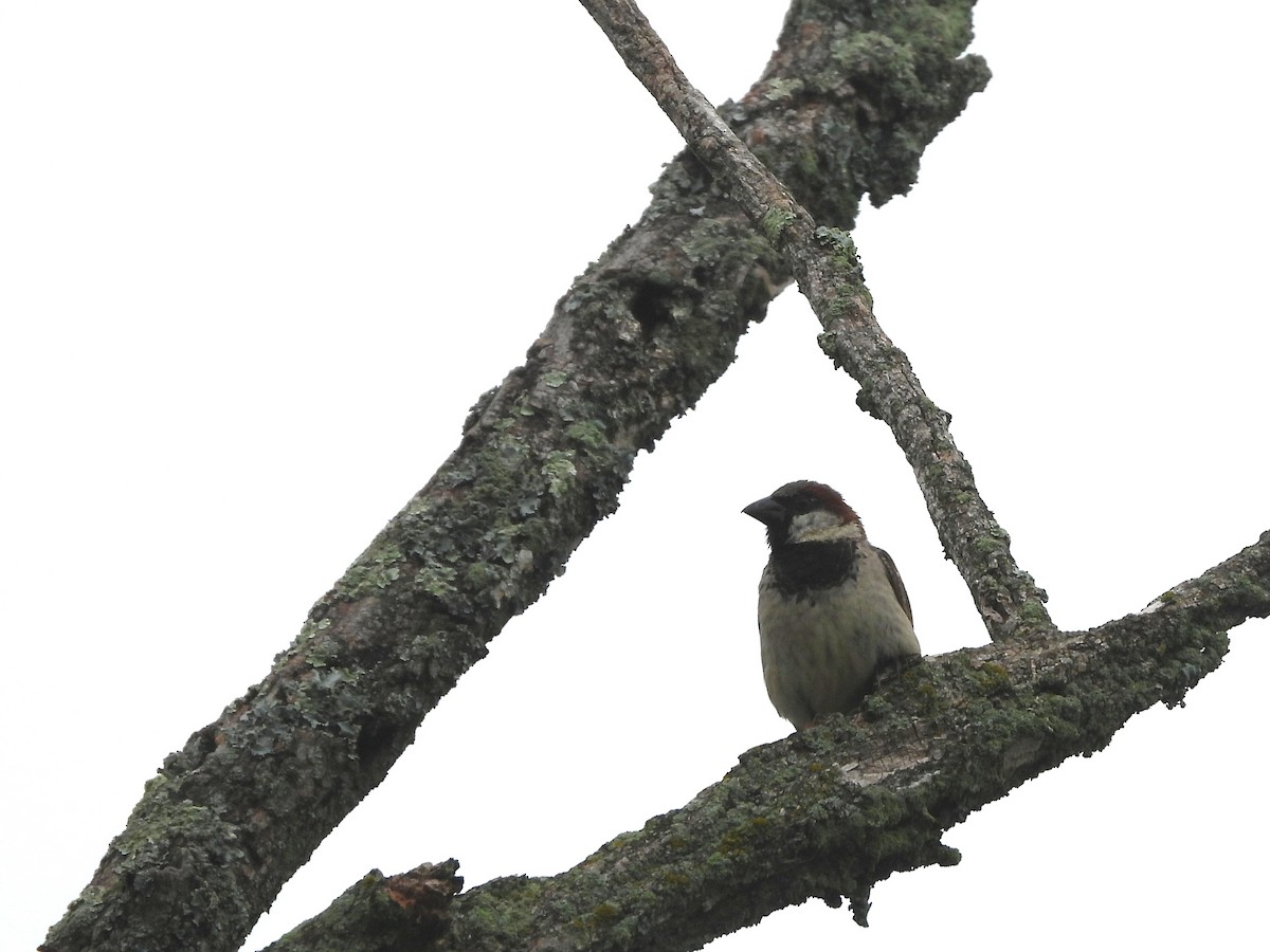 House Sparrow - ML638938507