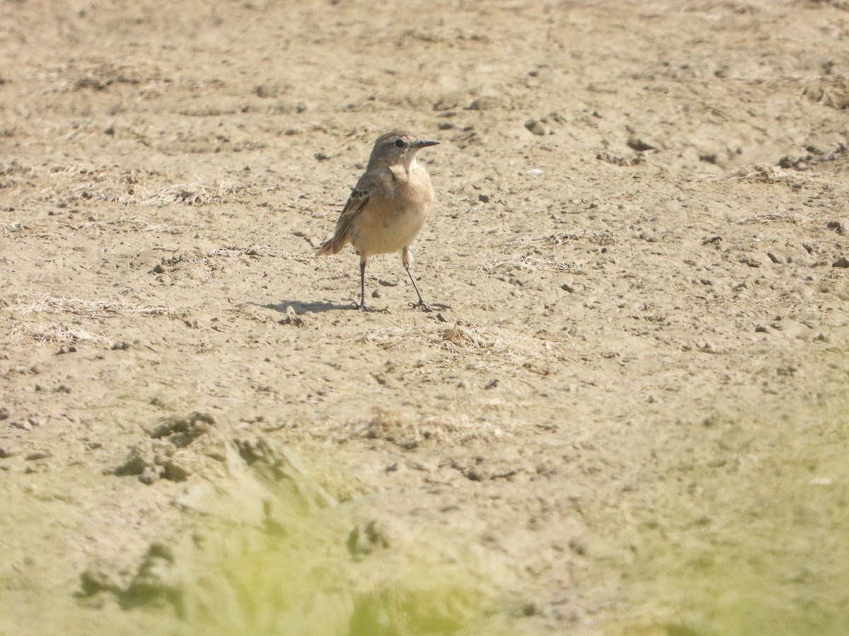 Water Pipit - ML638938508