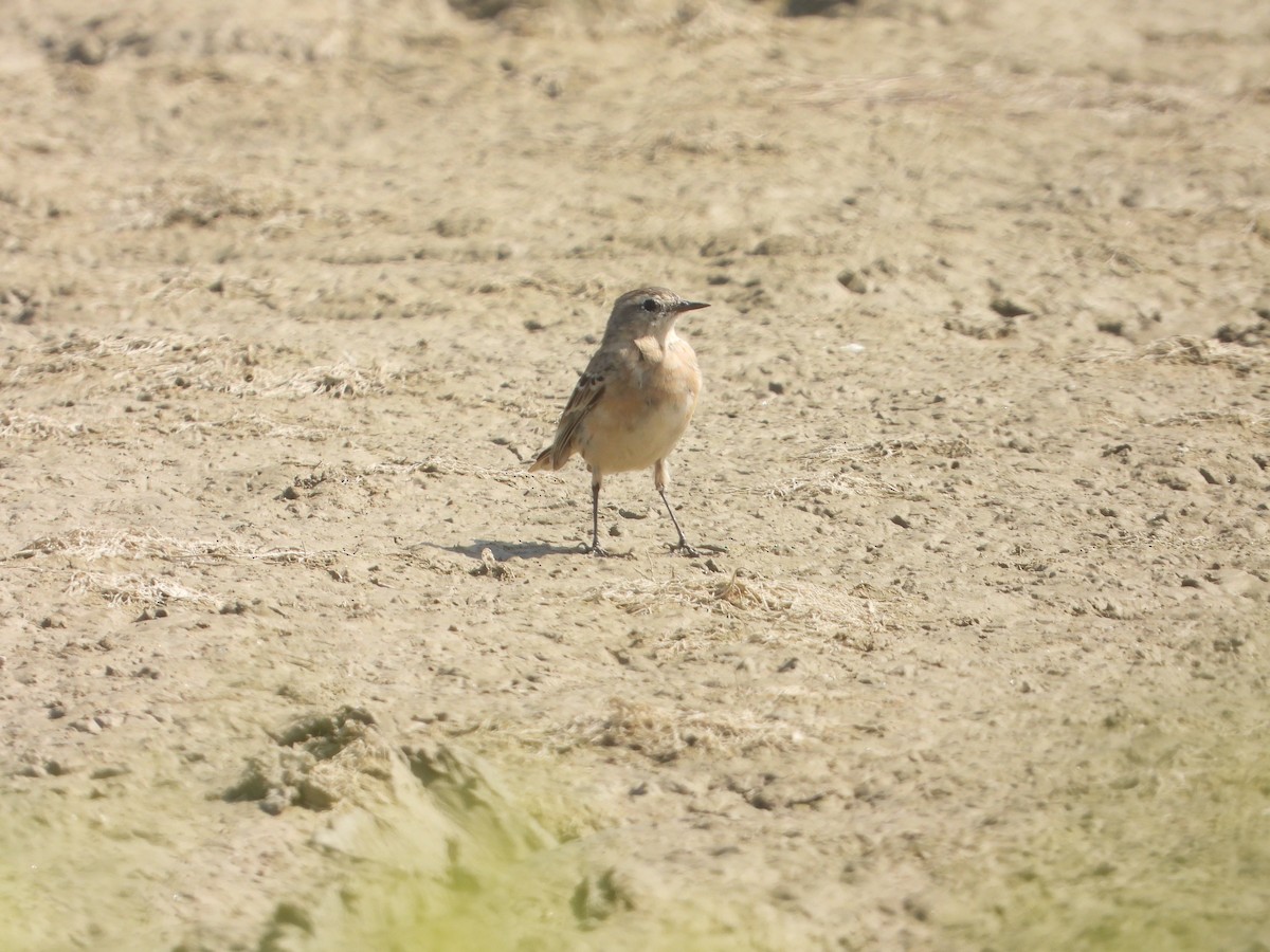 Water Pipit - ML638938509