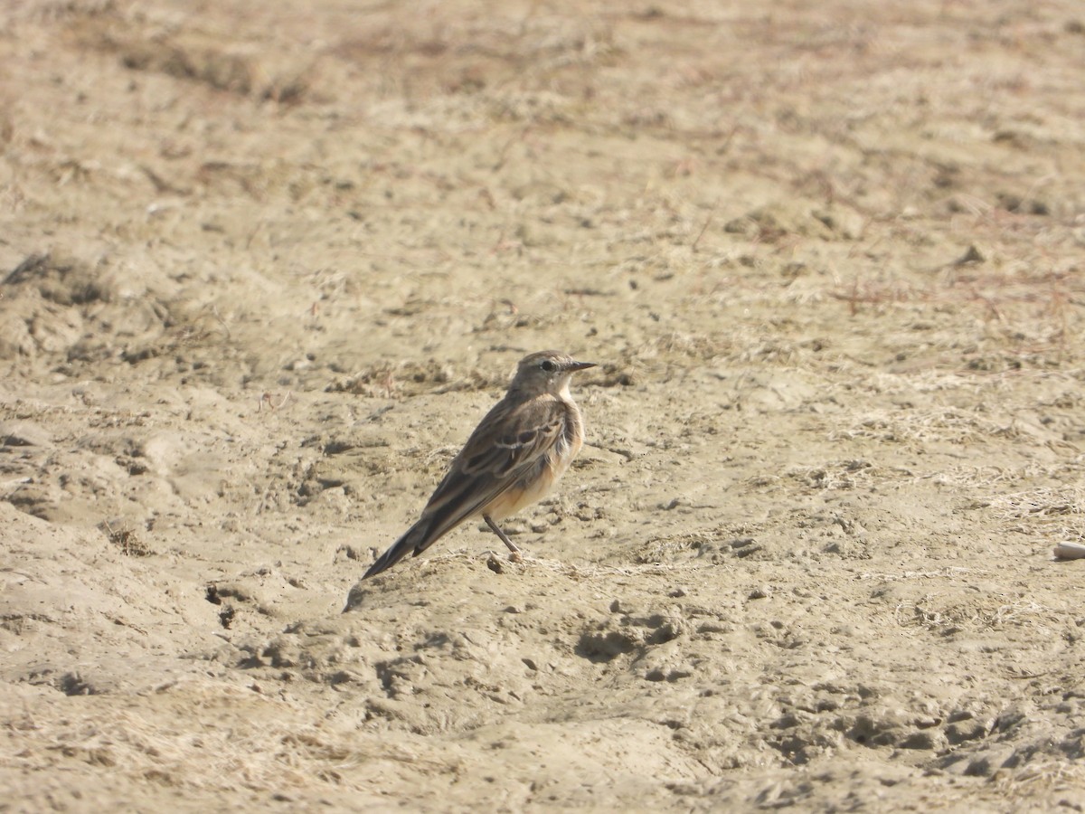 Water Pipit - ML638938511