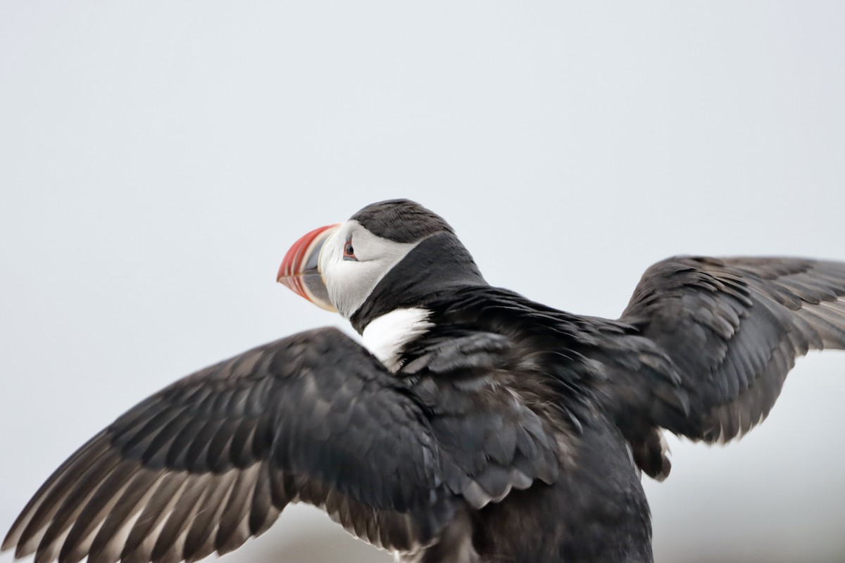 Atlantic Puffin - ML638938515