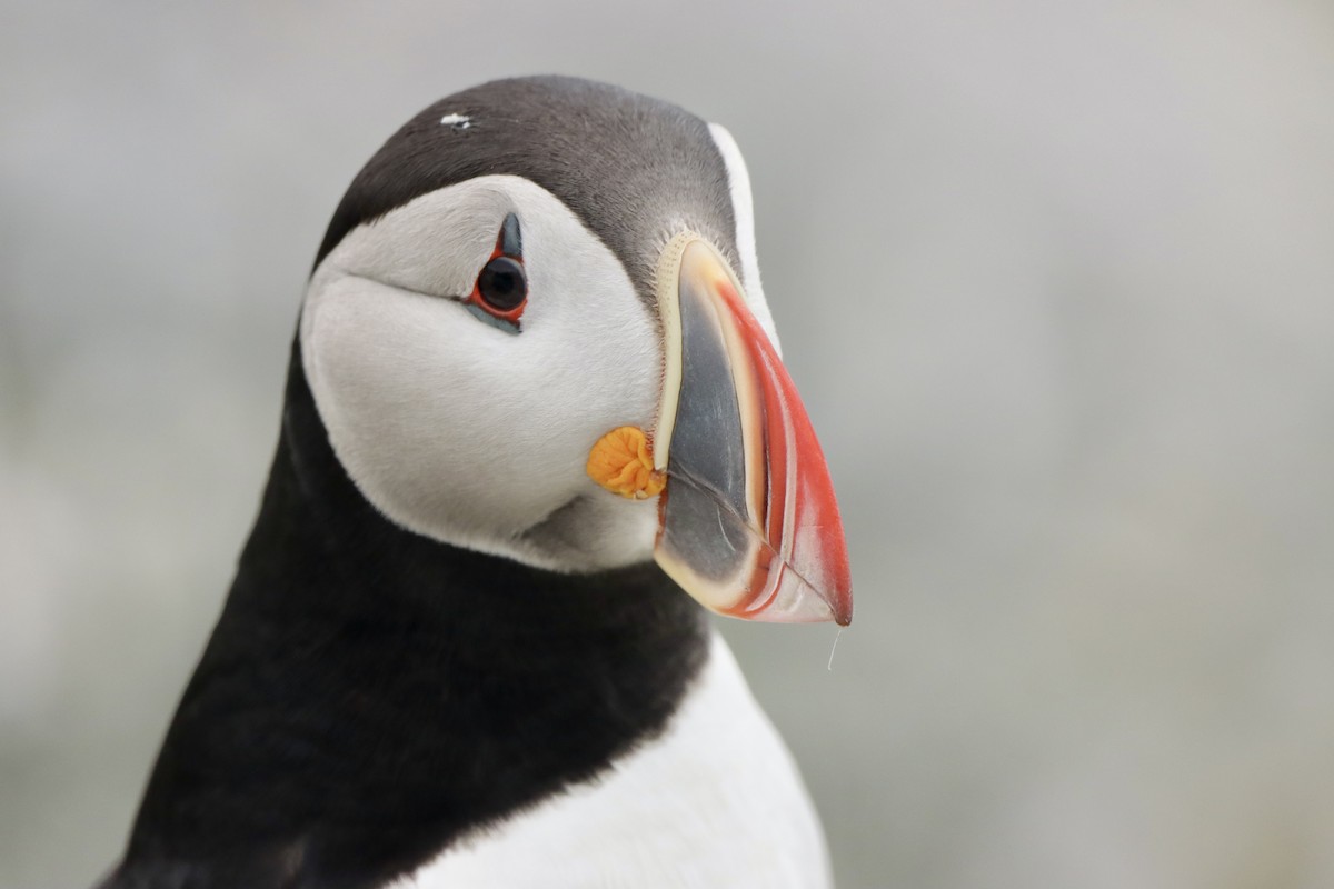 Atlantic Puffin - ML638938517