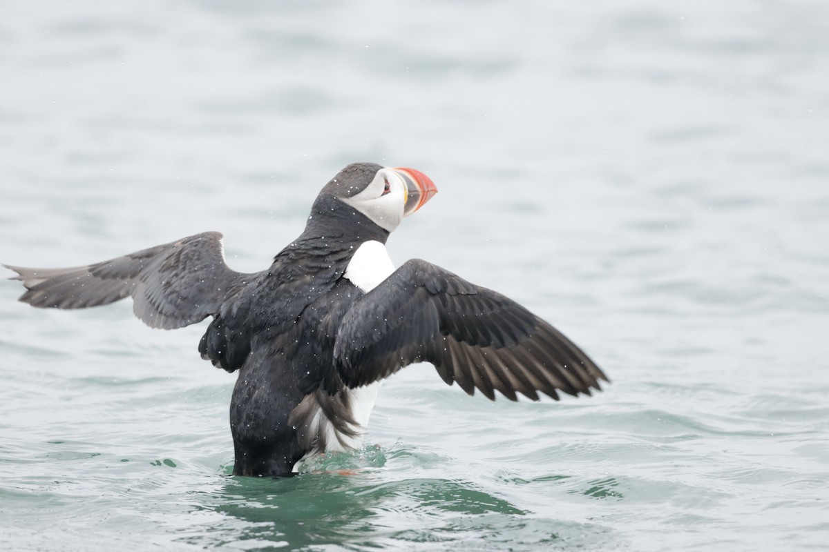 Atlantic Puffin - ML638938518