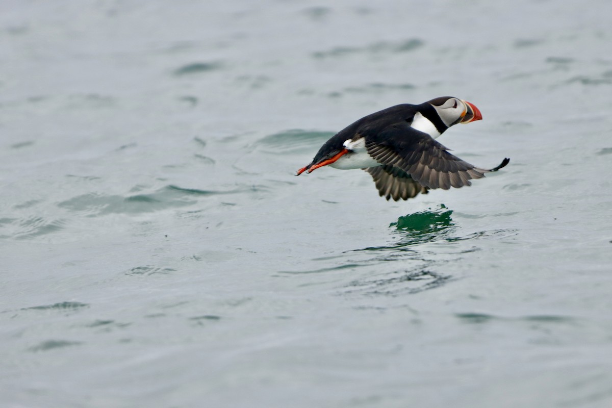 Atlantic Puffin - ML638938519