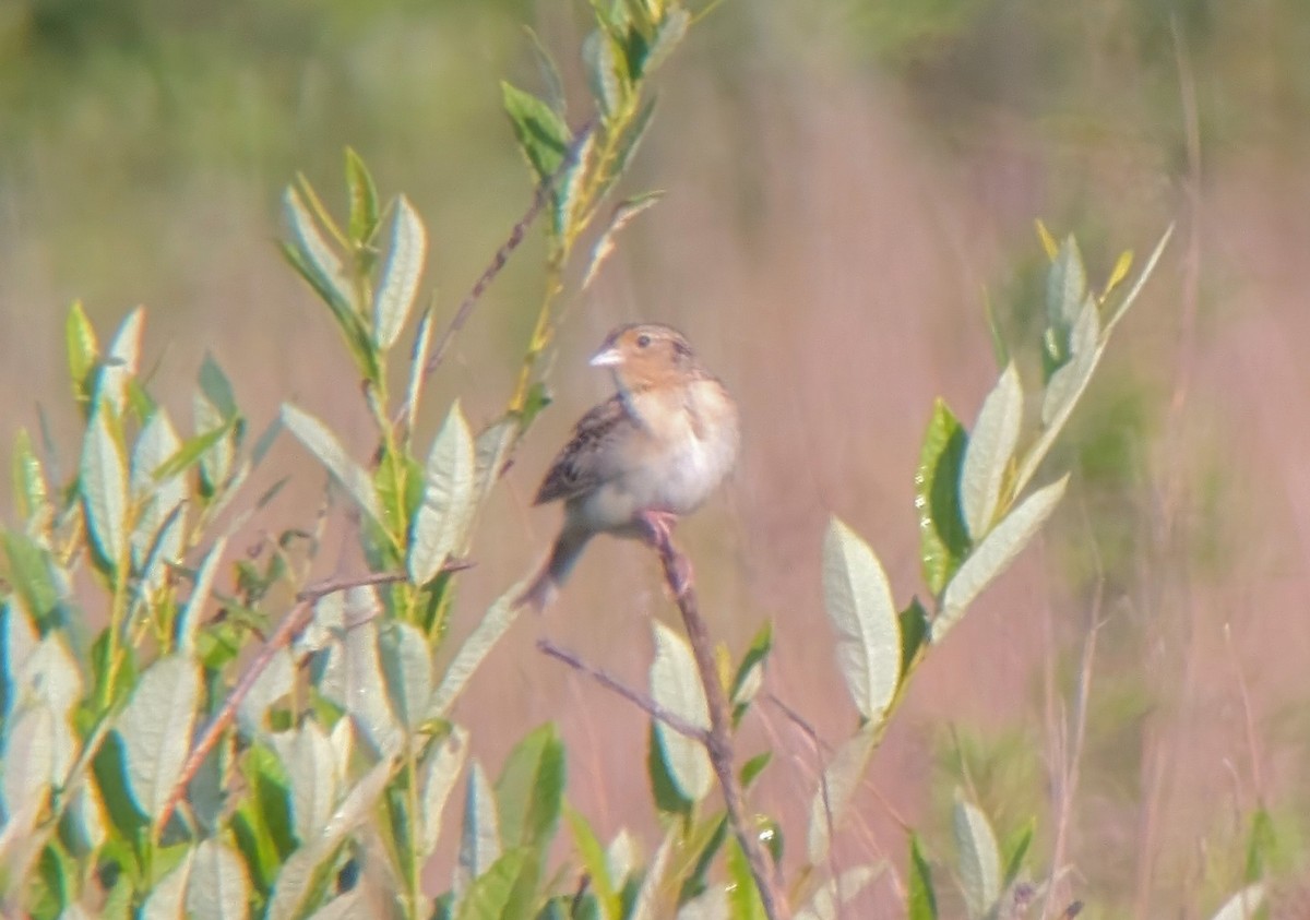 Grasshopper Sparrow - ML638938520