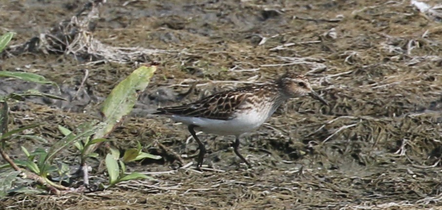 Semipalmated Sandpiper - ML638938521