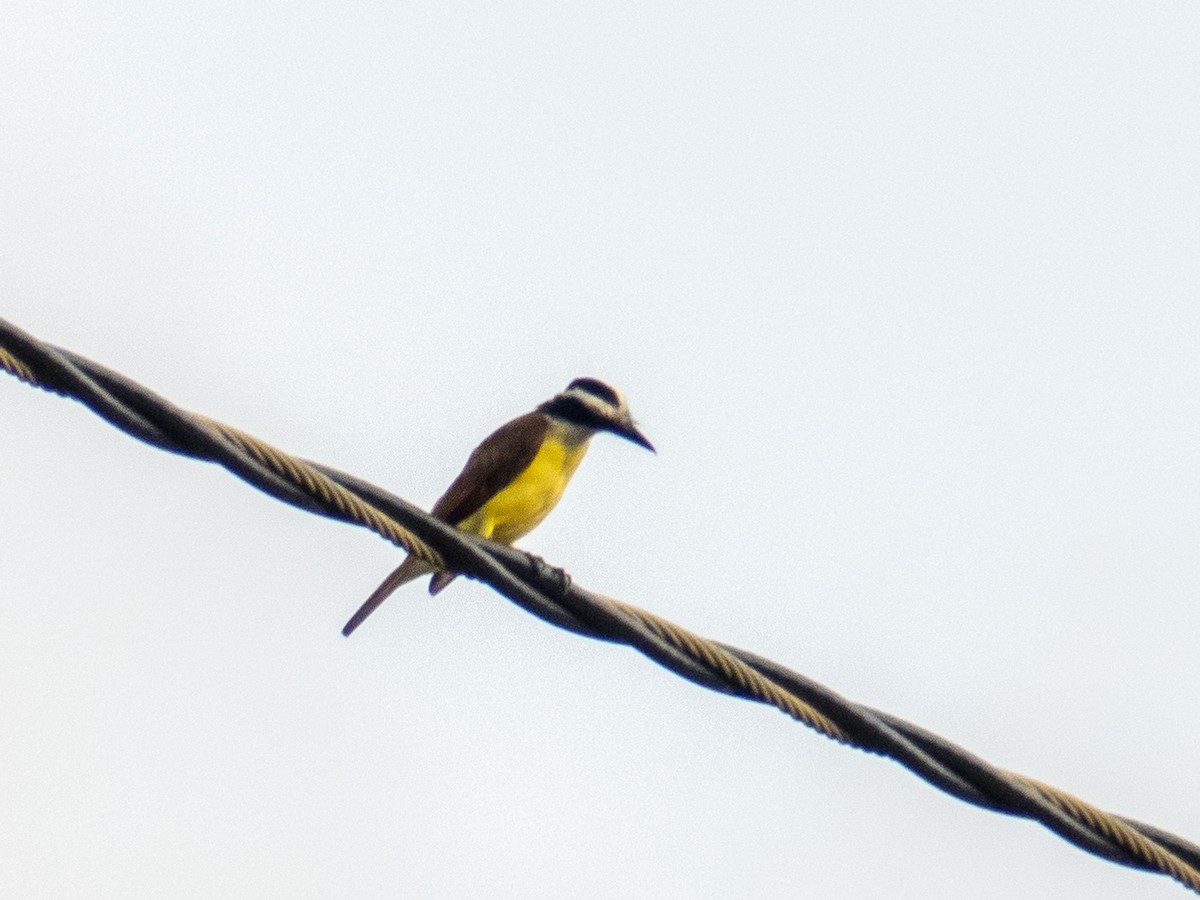 Great Kiskadee - ML638938523