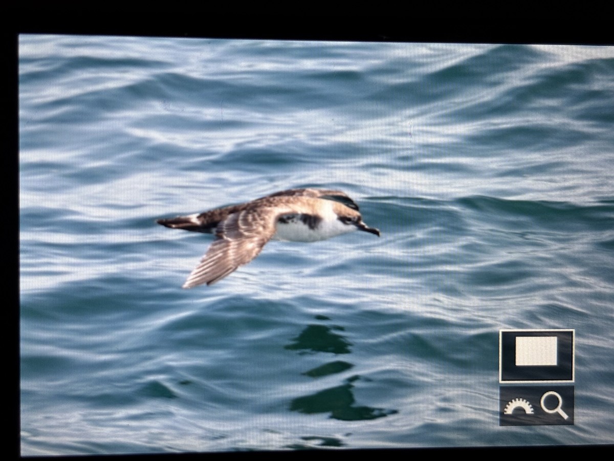 Great Shearwater - ML638938526