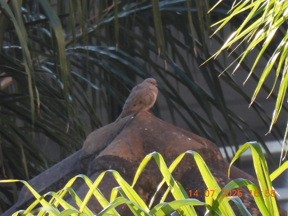 Eared Dove - ML638938563