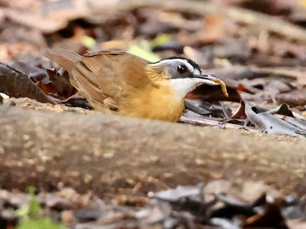 Bornean Black-capped Babbler - ML638938564
