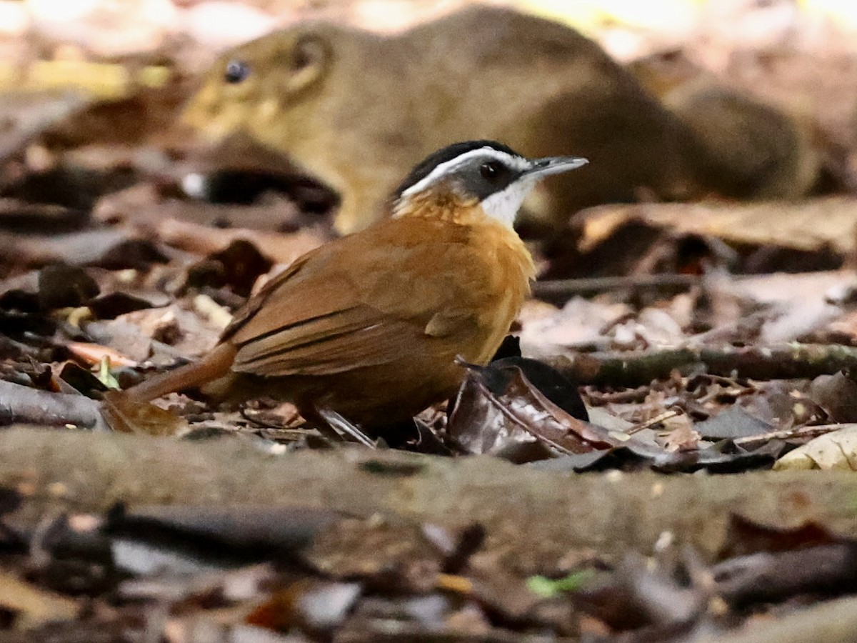 Bornean Black-capped Babbler - ML638938565