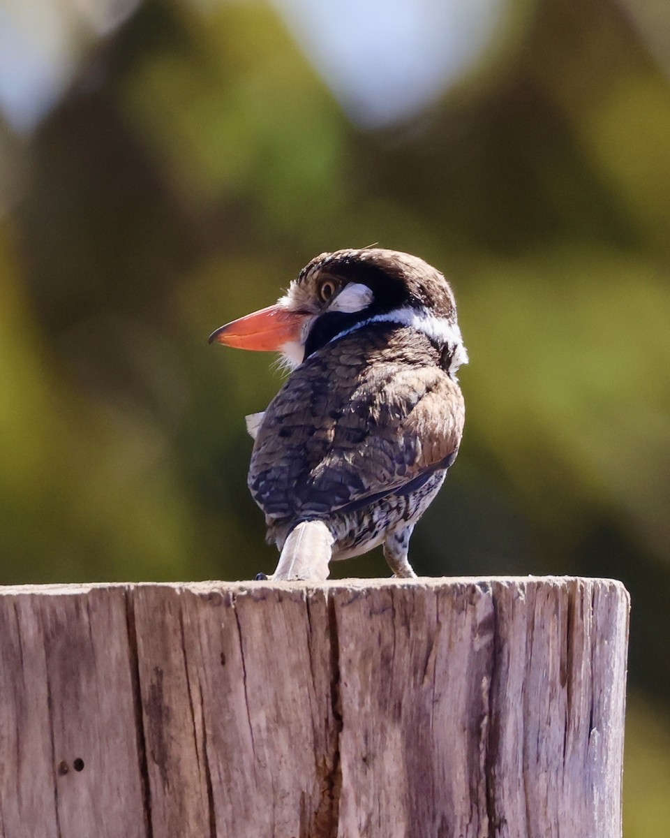 White-eared Puffbird - ML638938568