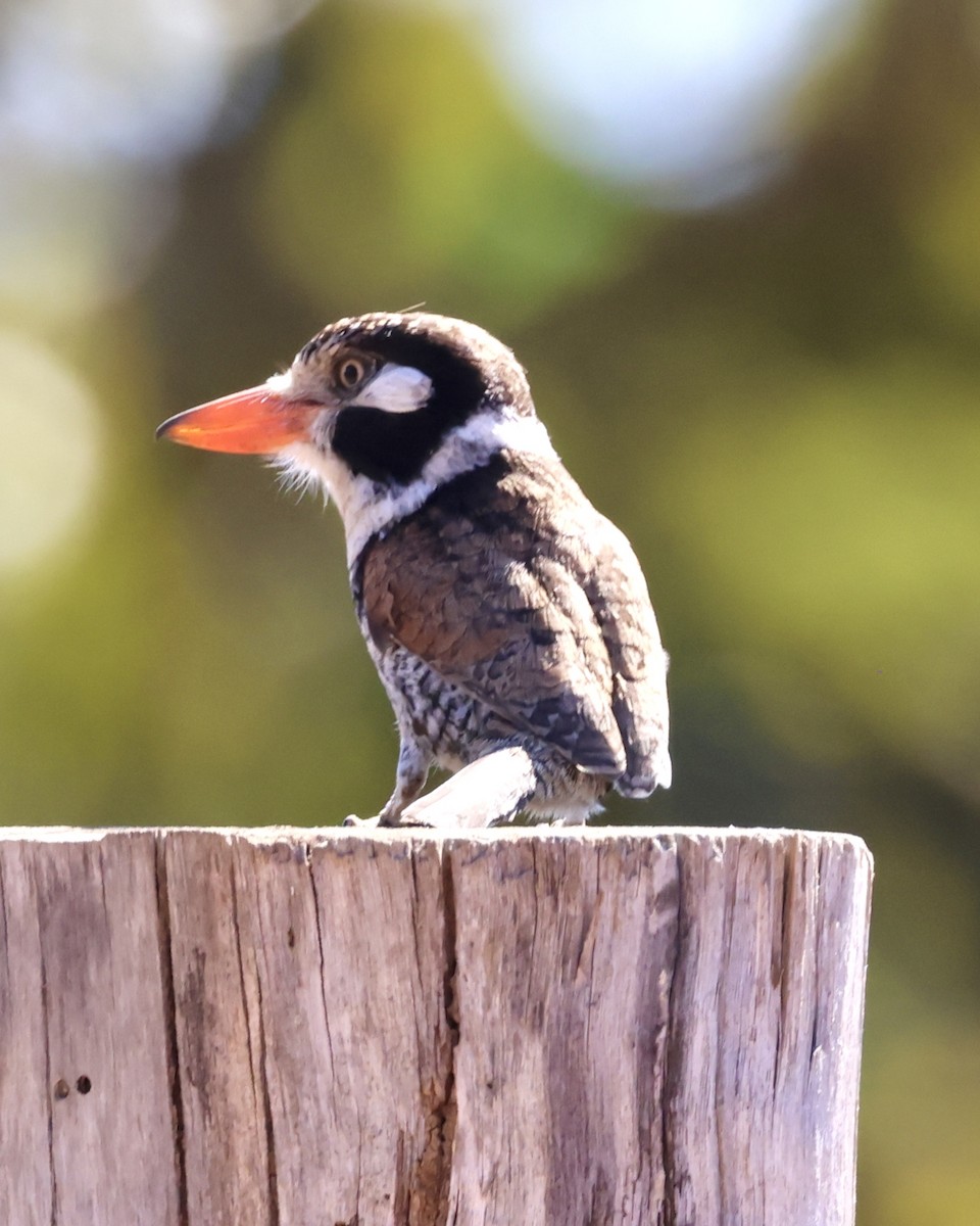 White-eared Puffbird - ML638938569