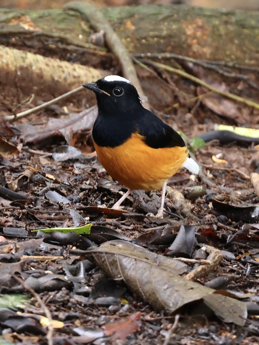 White-crowned Shama - ML638938577