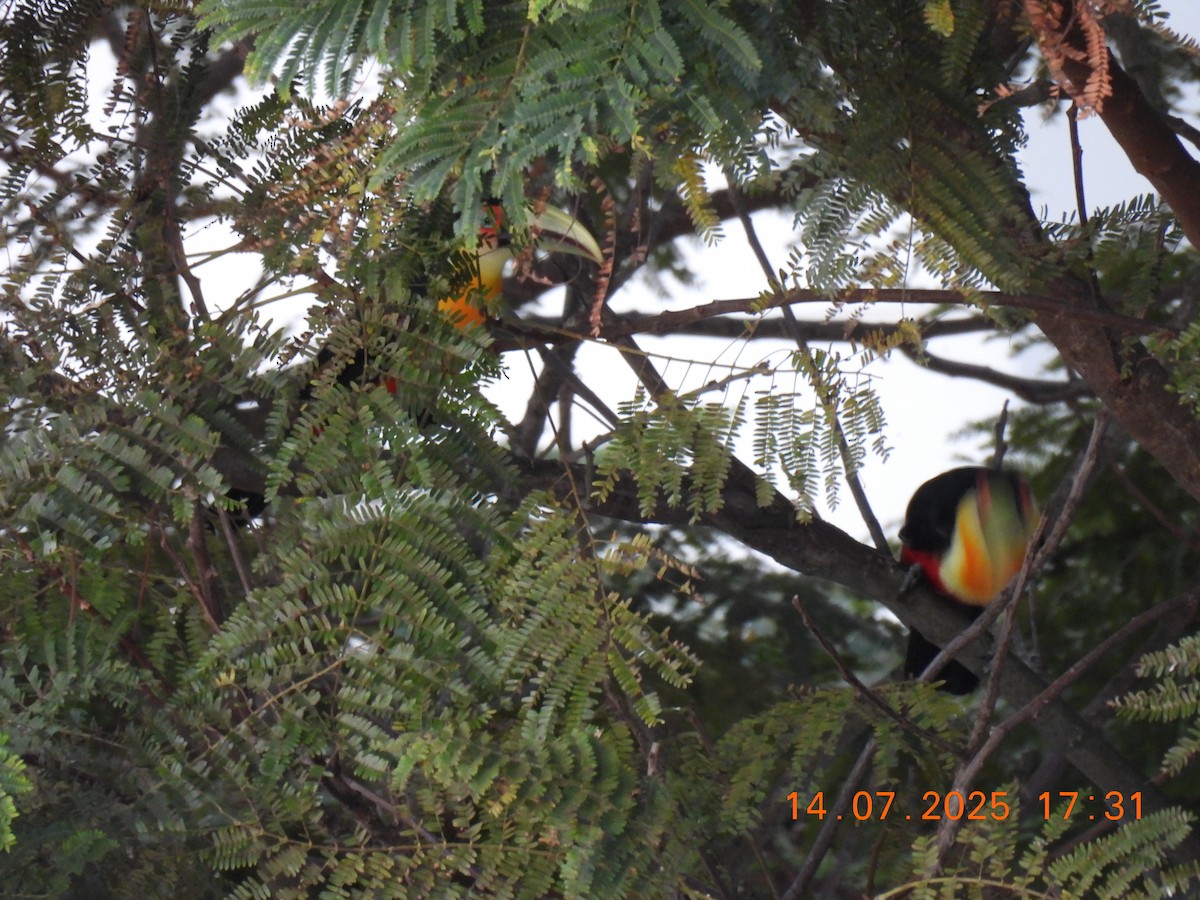 Red-breasted Toucan - ML638938579