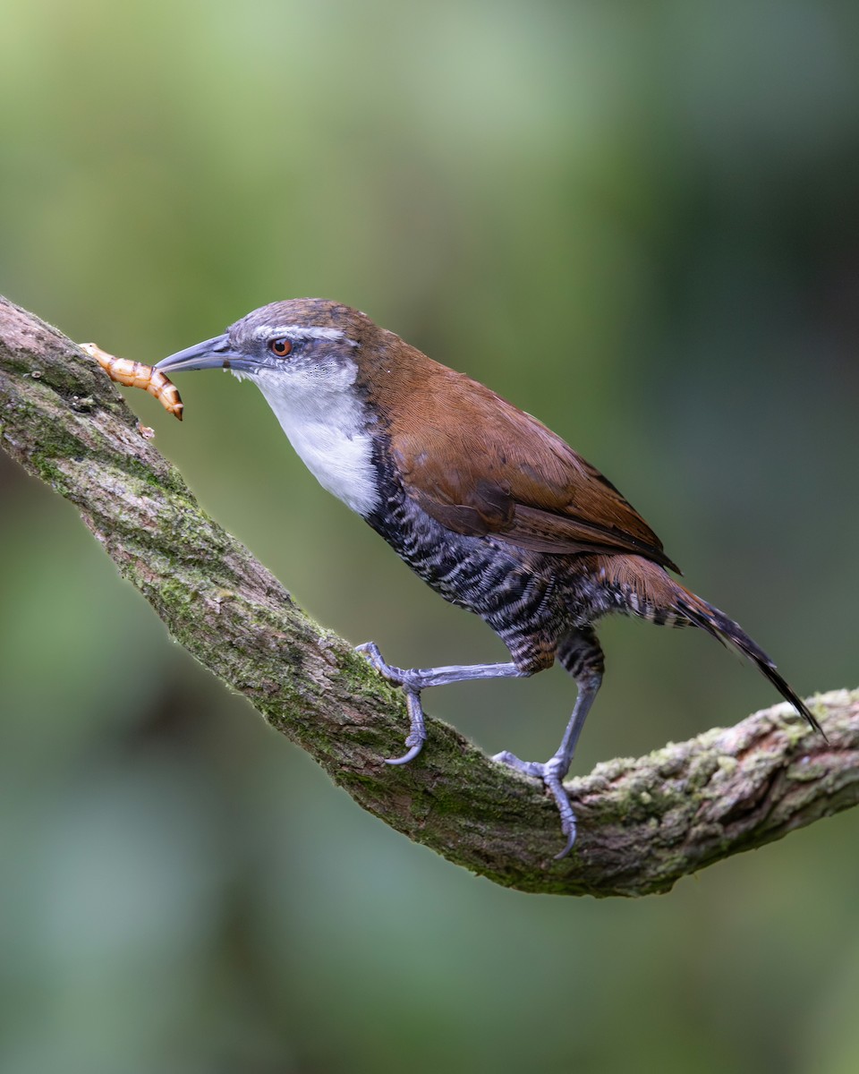 Black-bellied Wren - ML638938580