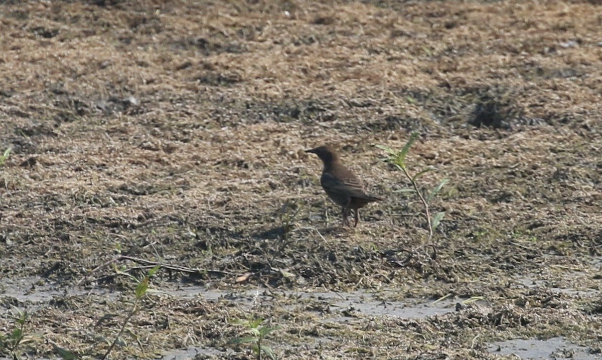 歐洲椋鳥 - ML638938582