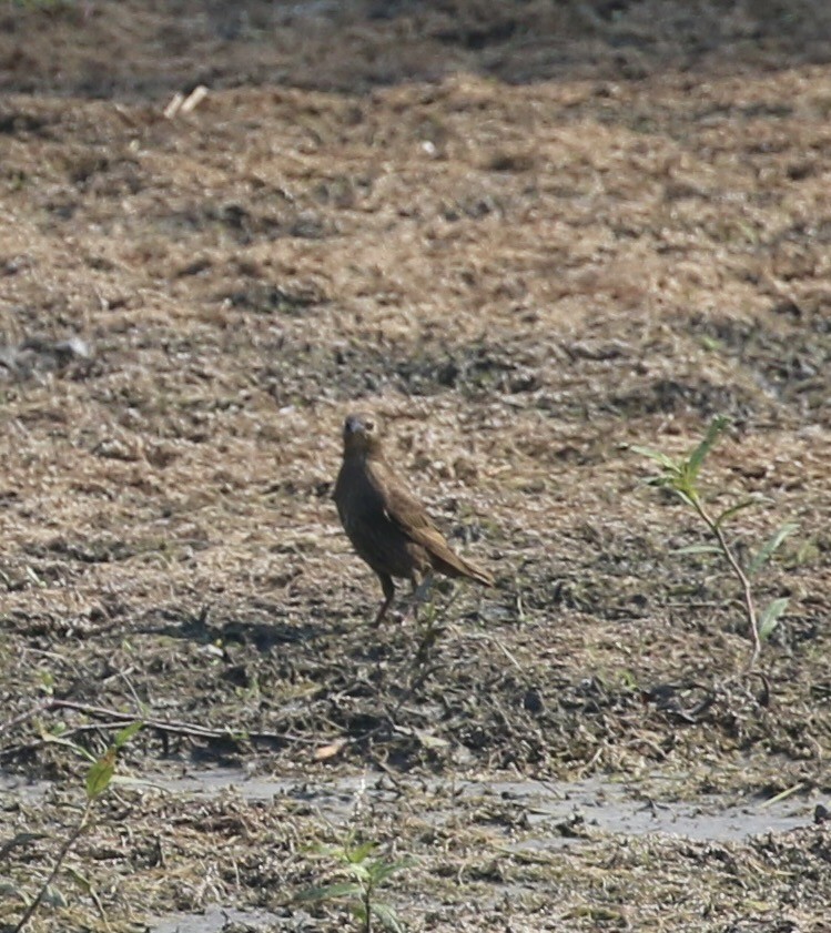 歐洲椋鳥 - ML638938583