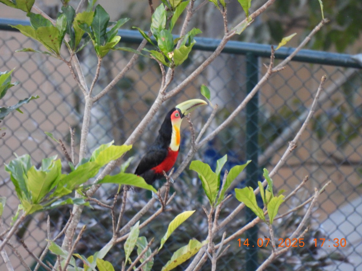 Red-breasted Toucan - ML638938584