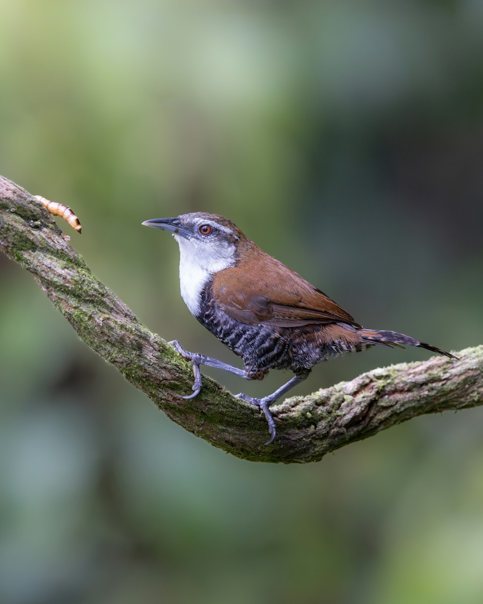 Black-bellied Wren - ML638938590