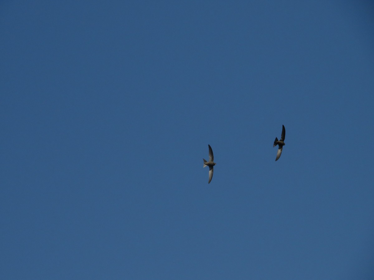 Pallid Swift - ML638938591