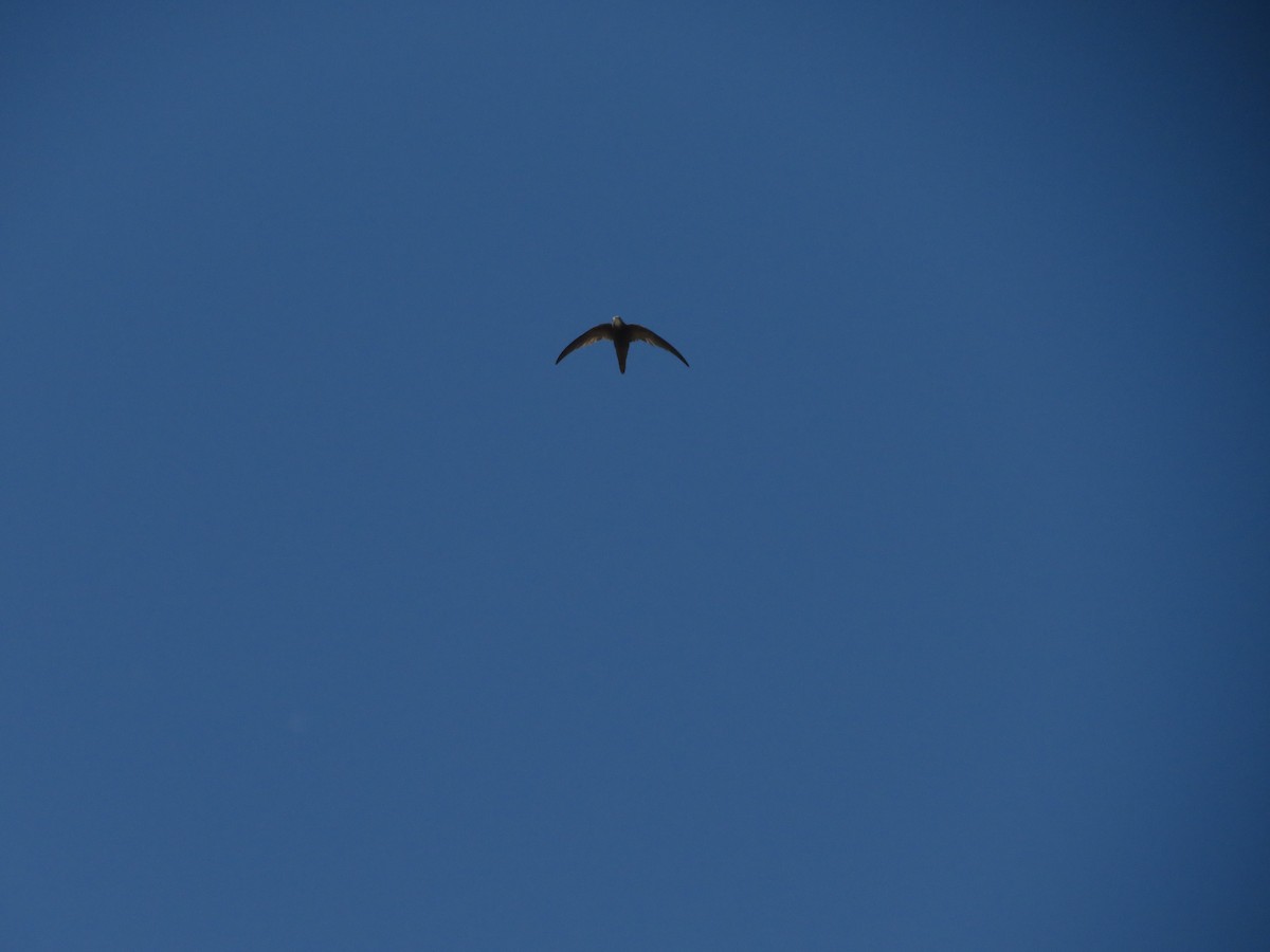 Pallid Swift - ML638938592