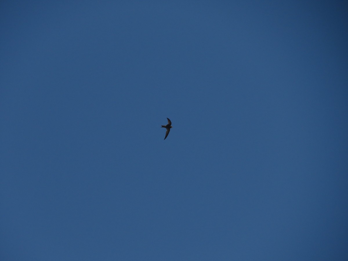 Pallid Swift - ML638938594