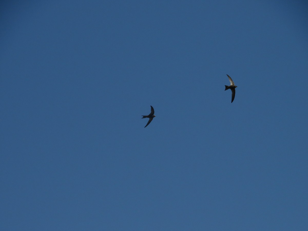 Pallid Swift - ML638938595