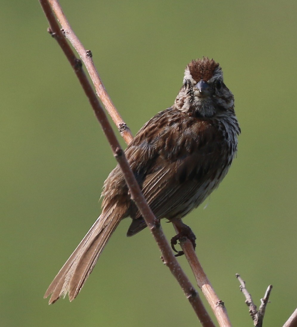 Song Sparrow - ML638938596