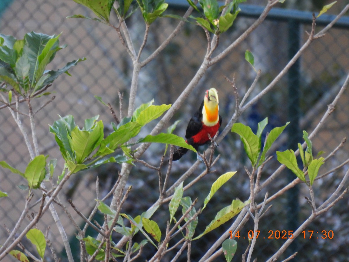 Red-breasted Toucan - ML638938597