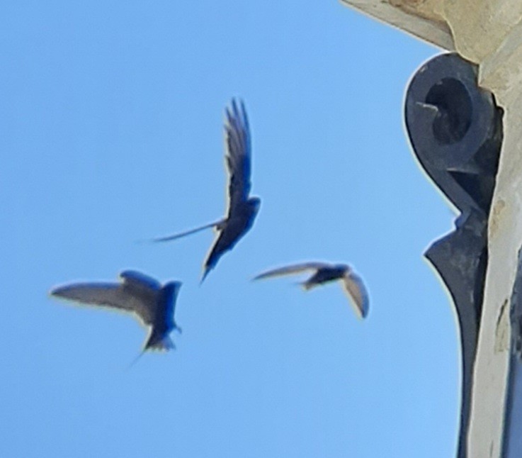 Common Swift - ML638938598