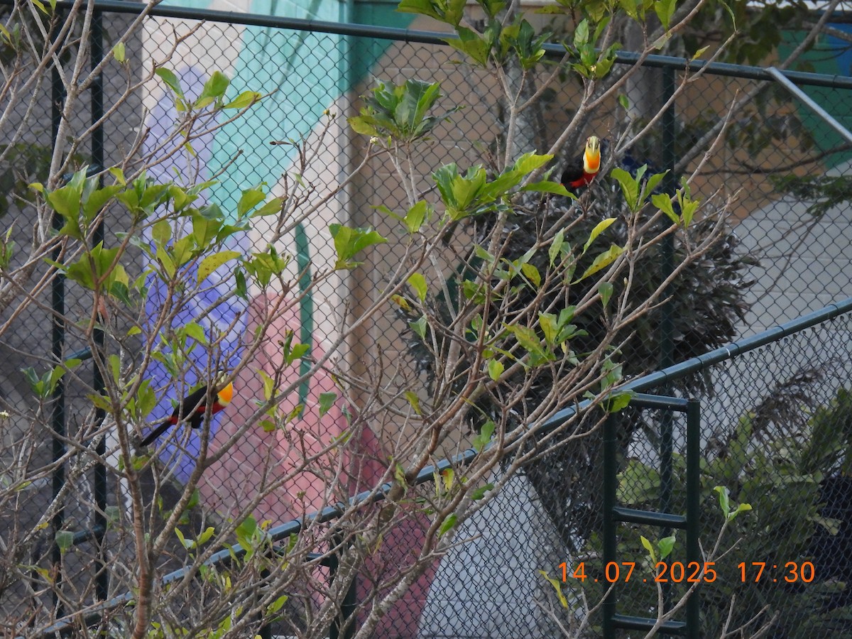 Red-breasted Toucan - ML638938601
