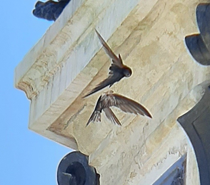 Common Swift - ML638938603