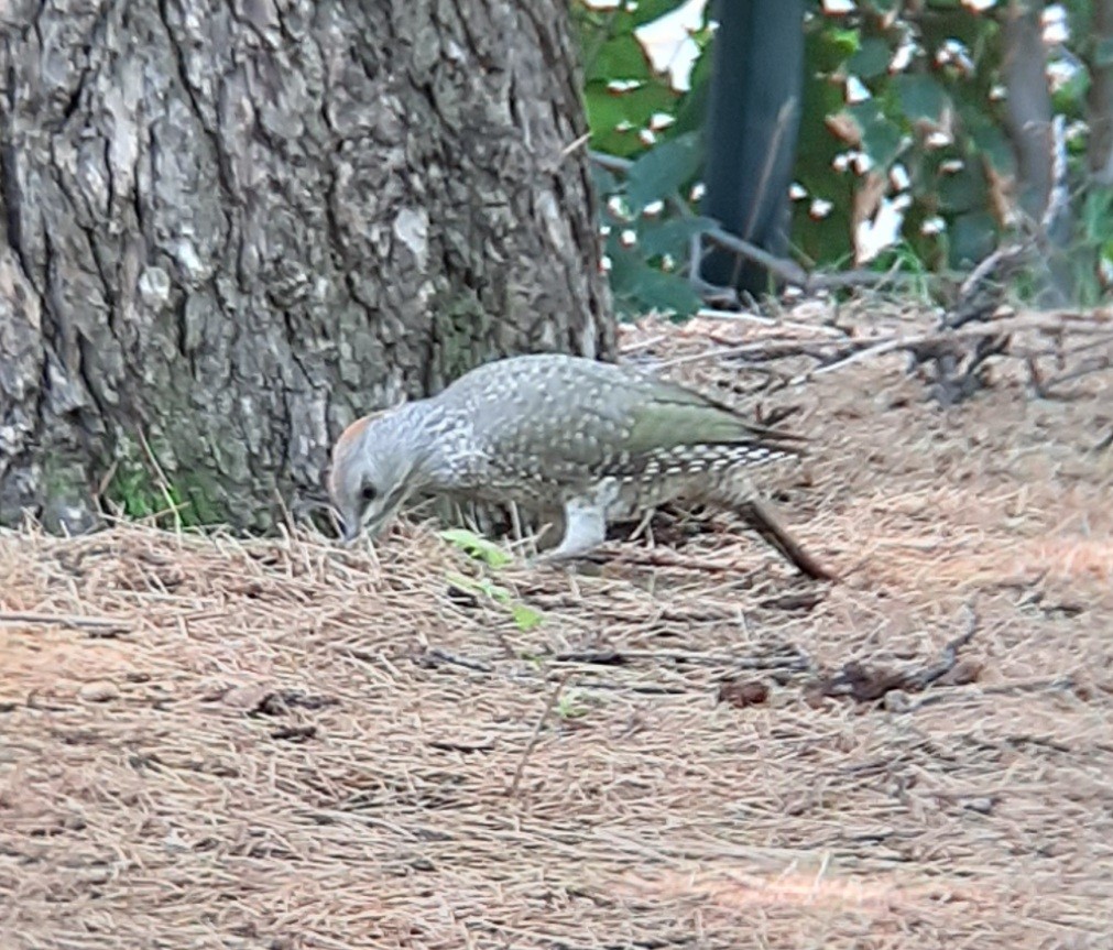 Iberian Green Woodpecker - ML638938609