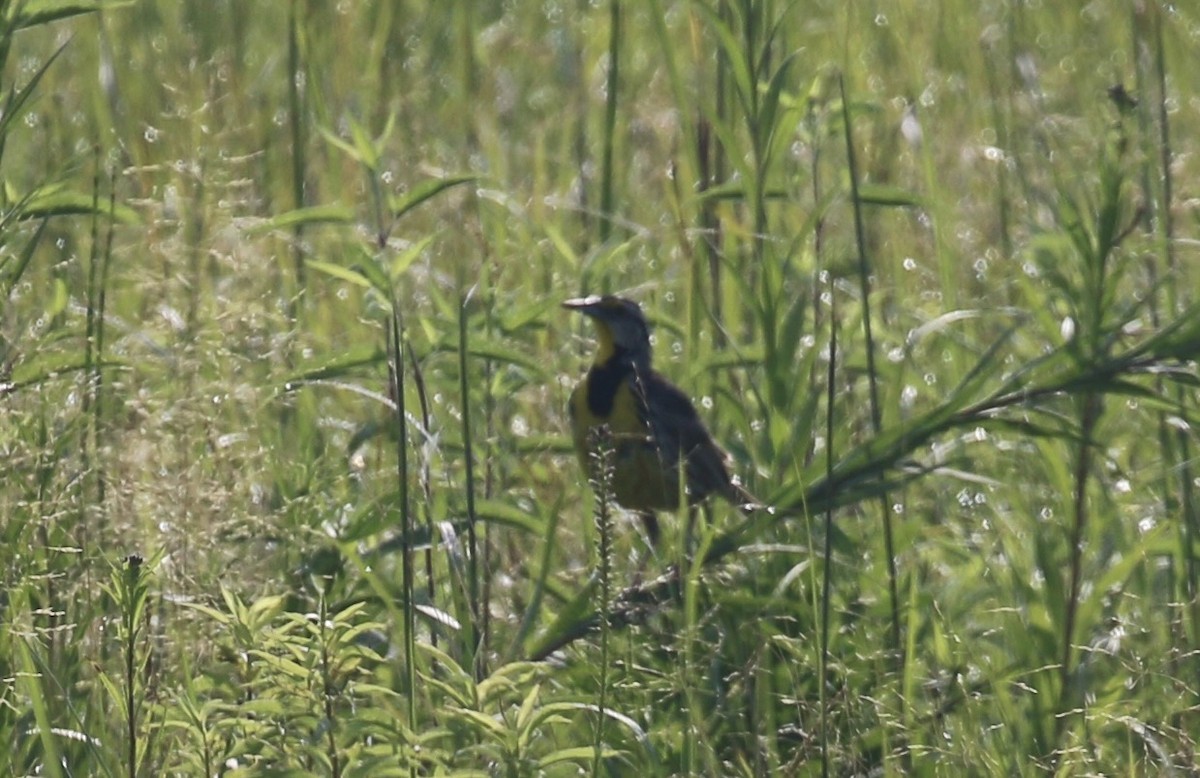 Eastern Meadowlark - ML638938610