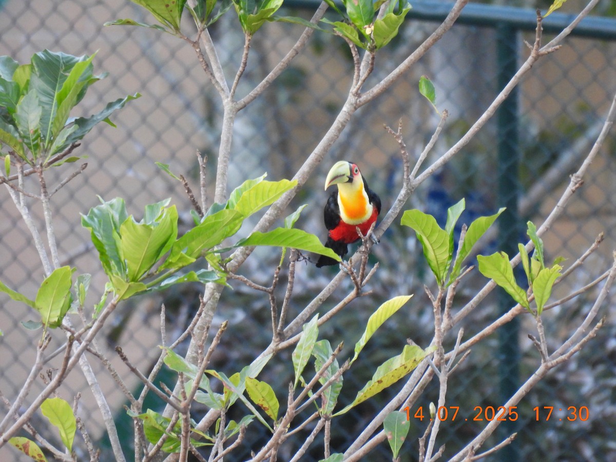Red-breasted Toucan - ML638938616
