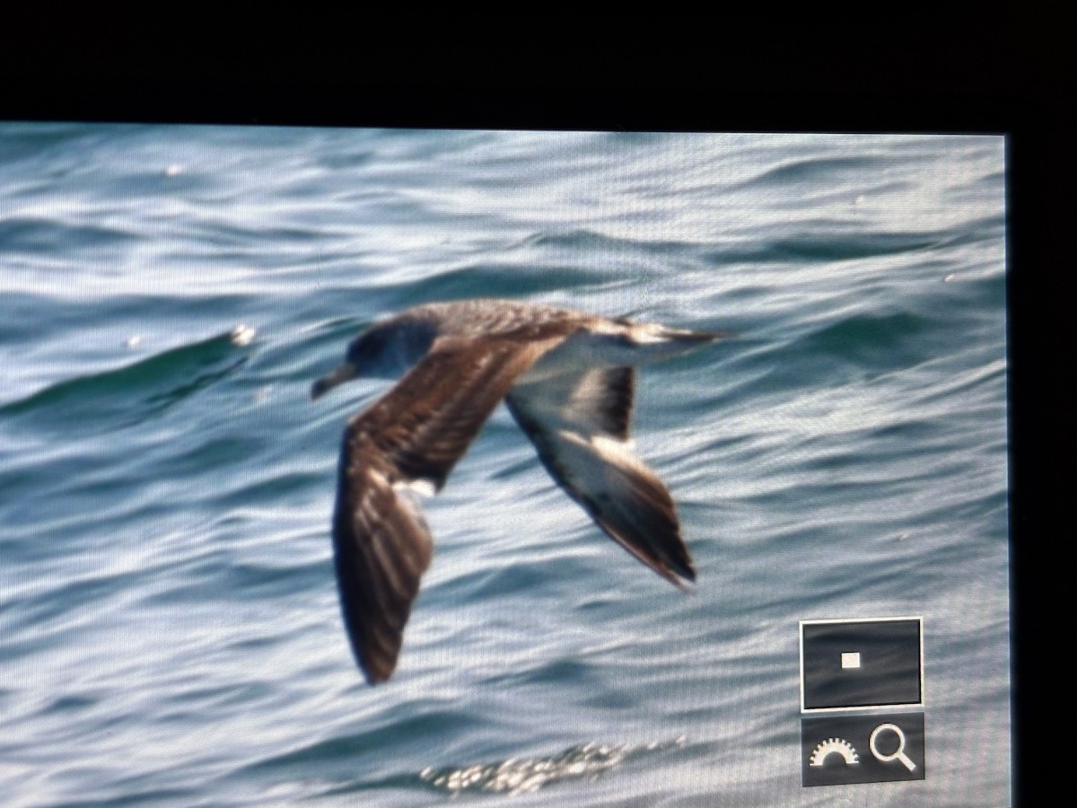Cory's Shearwater - ML638938618