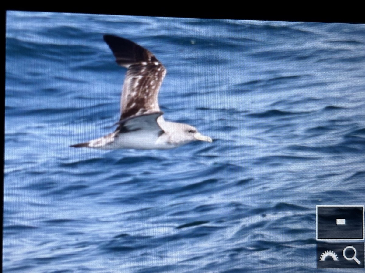 Cory's Shearwater - ML638938619